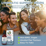 Lymphatic Support Drops | USDA Organic Lymphatic Cleanse for Immune Support | Lymphatic Support Supplement with Echinacea & Elderberry | Antioxidant & Immune Defense | Vegan | 30 Servings (2 Pack)