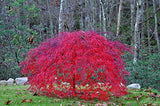 Red Laceleaf Weeping Japanese Maple Tamukeyama Tolerates Sun - Live Plant