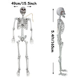 2Packs 5.4ft Halloween Human Skeletons Life Size Full Body Bones with Movable Joints for Halloween Props Spooky Party Decoration