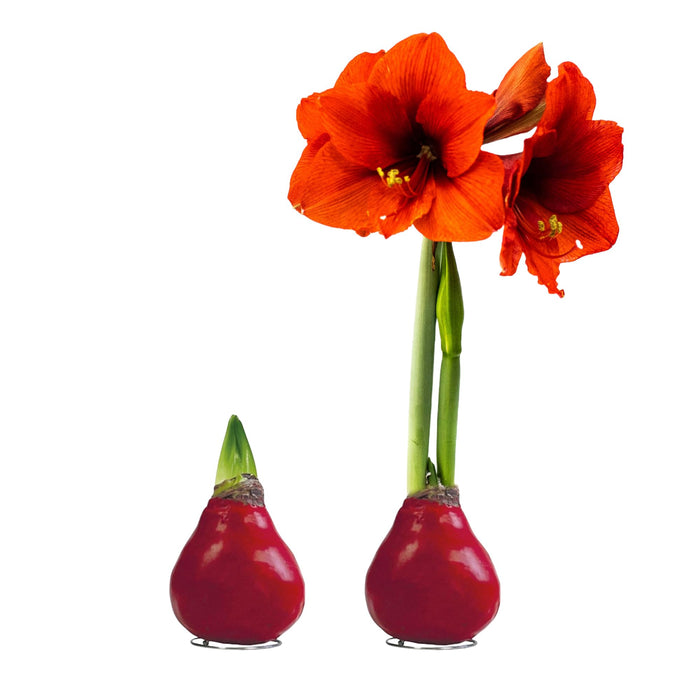 Waxed Amaryllis Bulb 2-Pack – Red Wax with Red Blooms – Live Holiday Gift Plant, Easy Care, No Watering Needed