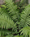 4 x Fern Plant Mix - Ready to Plant Outdoor Ferns 25-35cm in Height - Outdoor Fern Plants