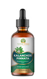 Kalanchoe Pinnata (Bryophyllum Pinnatum), Glycerite, Dried Leaf and Stem Liquid Extract. Herbal Supplement, Antioxidantes de Kalanchoe Pinnata-Siempreviva. 1 Bottle. 2 oz