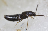 Dalotia (Atheta) coriaria - Rove Beetle - 100 Insects per Unit