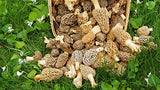 Large Kit Morel Mushroom Spores Sawdust Seed - 25 Gallon Kit