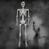 5.4Ft/165cm Halloween Skeleton Full Body Life Size Human Bones with Movable Joints for Indoor Outdoor Halloween Props Decorations