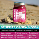 Irish Sea Moss Gel Organic Raw - Wildcrafted Superfood Seamoss Gel - Mix Berry Flavor, Vitamin and Mineral-Rich from Pristine Caribbean Waters, Immune and Digestive Health Support - 10 oz.