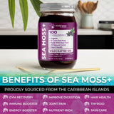 Irish Sea Moss Gel Organic Raw - Wildcrafted Superfood Seamoss Gel - Elderberry Flavor, Vitamin and Mineral-Rich from Pristine Caribbean Waters, Immune and Digestive Health Support - 10 oz.