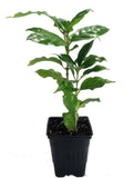 Arabica Coffee Bean Plant - 4" pot - Grow & Brew Your Own Coffee Beans
