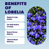 PurePix QuitPix to Help Quit Smoking Extra Thick Boosting Flavored Toothpicks with Lobelia - Oral Fixation - Nicotine Free Toothpicks - 5 Flavors Kosher Variety Pack