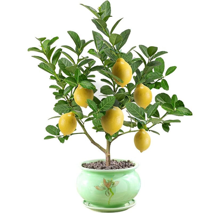 Bergamot Orange Citron Lemon Tree Live Starter Plant Seeding, 15-17 inch Height Lemon Fruit Tree Great for Home and Garden Yards Planting…