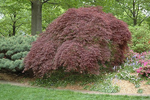 Red Laceleaf Weeping Japanese Maple Tamukeyama Tolerates Sun - Live Plant