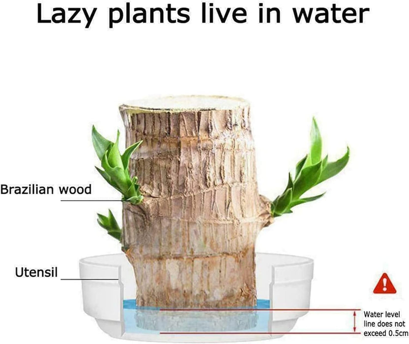 Generic Brazilian Wood, Mini Brazil Lucky Wood, Brazilian Lucky Bamboo Wood Hydroponic Potted 𝐏𝐥𝐚𝐧𝐭 Stump (C)