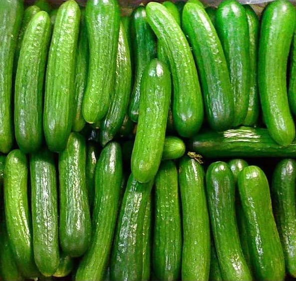US Grown! 40+ Persian Beit Alpha (a.k.a. Lebanese) Cucumber Seeds Heirloom Non-GMO Burpless Sweet Non-Bitter and Acid Free, Crispy and Sweet, Fragrant and Delicious, Cucumis sativus, Grown in USA!