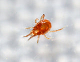 NaturesGoodGuys - Live Adult Phytoseiulus persimilis - Best for Two Spotted Spider Mites (4,000 Live Adult P. Persimilis)