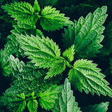 Organic Stinging Nettle Seeds (Urtica dioica) 500 Seeds (0.1 Grams)