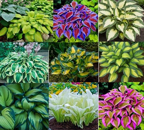 Mixed Color Hosta Plant Roots for Growing - Growers Blend (20 Hosta Roots)