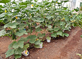 US Grown! 30+ Persian Beit Alpha (a.k.a. Lebanese) Cucumber Seeds Heirloom Non-GMO Burpless Sweet Non-Bitter and Acid Free, Crispy and Sweet, Fragrant and Delicious, Cucumis sativus, Grown in USA!