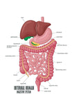 POSTER FOUNDRY Internal Human Digestive System Illustration Human Anatomy Educational Chart Cool Huge Large Giant Wall Art 36x54