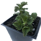 Organic Stinging Nettle Plant, Urtica dioica - Live Plant in 3" Pot - Survival Food, Nutritious HERB