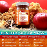 Irish Sea Moss Gel Organic Raw - Apple Cinnamon Flavor, Vitamin and Mineral-Rich - 10 oz.