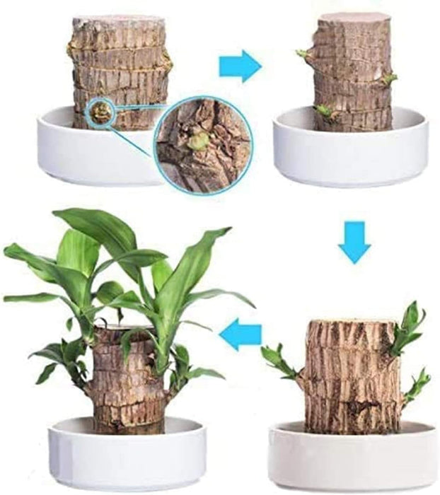 Generic Brazilian Wood, Mini Brazil Lucky Wood, Brazilian Lucky Bamboo Wood Hydroponic Potted 𝐏𝐥𝐚𝐧𝐭 Stump (C)