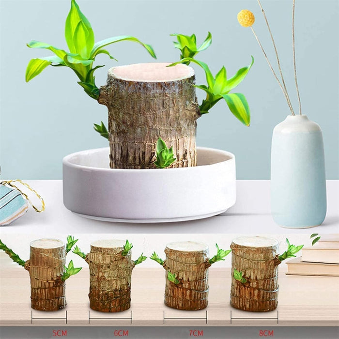 Generic Brazilian Wood, Mini Brazil Lucky Wood, Brazilian Lucky Bamboo Wood Hydroponic Potted 𝐏𝐥𝐚𝐧𝐭 Stump (C)