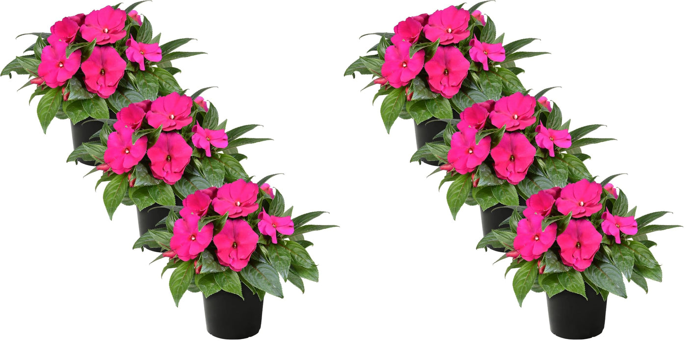 Live New Guinea Impatiens Plant - Shades of Pink (3 Plants Per Pack) - Beautiful Flowering Shade Flowers - 12" Tall by 5" Wide in 1 Qt Pot (Pack of 2)