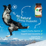 Dr. Dobias - GutSense, Advanced Prebiotic & Probiotics for Dogs, Canine-Specific Dog Probiotics, Dog Supplement for Healthy Digestion, Good Bowel Movement & Immune System, Pet Supplies, 60 Capsules