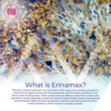 Nootropics Depot Erinamax Tablets | Liquid Culture Lion's Mane Mycelium | 500mg | 0.5% Erinacine A | Hericium erinaceus | Mood, Cognition, & Nerve Support