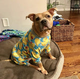 Tooth and Honey Pit Bull Pajamas/Rubber Duck Print/Lightweight Pullover Pajamas/Full Coverage Dog pjs/Yellow with Grey Trim