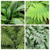 4 x Fern Plant Mix - Ready to Plant Outdoor Ferns 25-35cm in Height - Outdoor Fern Plants