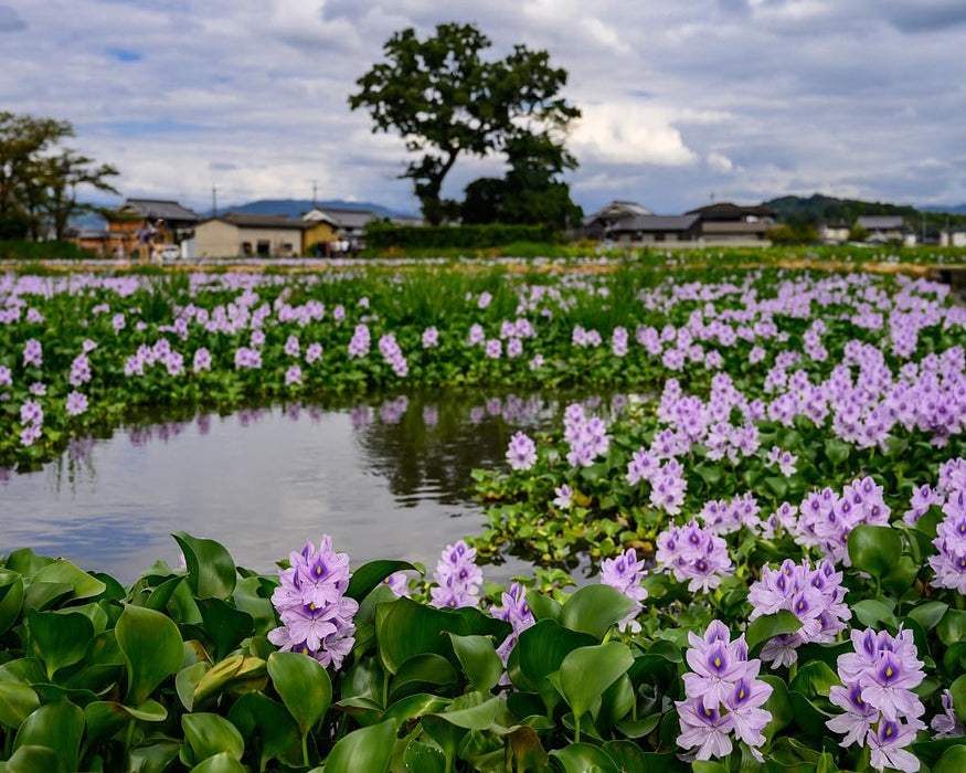 Floating Flowering Plant – Live Aquatic Plants for Ponds & Aquariums (1 Common Water Hyacinth (Eichhornia crassipes), 1, Count)