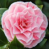 Camellia Japonica Bonomiana | Evergreen Flowering Hardy Garden Shrub in 9cm Pot