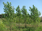 10 Fast Growing Trees - 10 Hybrid Poplar Tree Cuttings - Fast Growing Shade or Privacy Trees - Very Attractive and Good for The Enviornment