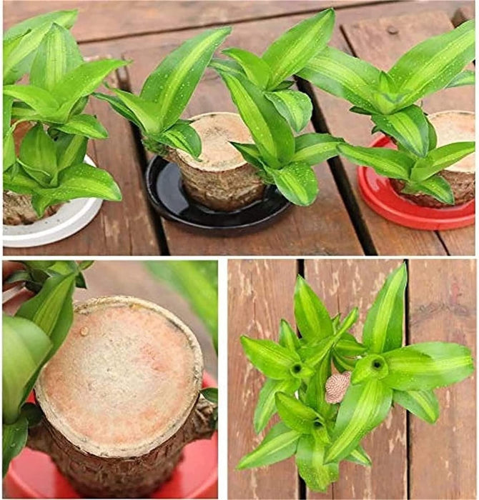 Generic Brazilian Wood, Mini Brazil Lucky Wood, Brazilian Lucky Bamboo Wood Hydroponic Potted 𝐏𝐥𝐚𝐧𝐭 Stump (C)