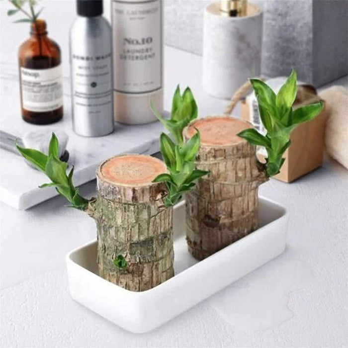 Generic Brazilian Wood, Mini Brazil Lucky Wood, Brazilian Lucky Bamboo Wood Hydroponic Potted 𝐏𝐥𝐚𝐧𝐭 Stump (C)