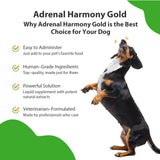 Pet Wellbeing Adrenal Harmony Gold - Vet-Formulated - for Dog Cushing's, Adrenal Health, Cortisol Balance - Natural Herbal Supplement