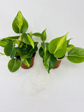 JM BAMBOO Brazil Leaf Philodendron (2 Pack) 4inch pots- Great House Plants