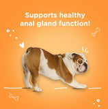 First Impressions No Scoots, Good Poops for Dogs - Tasty Soft Chews for Healthy Anal Gland and Digestion, High in Fiber for Dogs - with Beet Pulp, Psyllium Husk, and Pumpkin - 60 ct