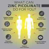 Zinc Picolinate 30 mg by OmniBiotics | Superior Absorption, Natural Support for Immune System and Energy Metabolism | Helps Maintain Healthy Skin | 30mg per Capsule Zinc Supplement| 180 Vegan Capsules