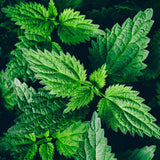 Organic Stinging Nettle Seeds (Urtica dioica) 500 Seeds (0.1 Grams)