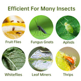 48 Pack Yellow Sticky Traps Gnat Trap, Sticky Trap Gnat Killer Indoor, Fruit Fly Traps Fungus Gnat Trap Insects Flies House Plant Trap Bug Sticky Traps for House Indoor