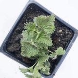 Organic Stinging Nettle Plant, Urtica dioica - Live Plant in 3" Pot - Survival Food, Nutritious HERB