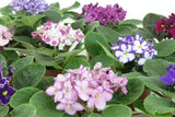 JM BAMBOO Six African Violet Plants- World's Best Blooming House Plant by Jmbamboo