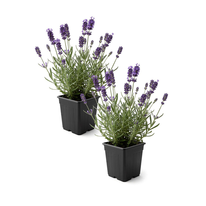 Live Lavender 2-Pack – Purple – Fragrant Sun Perennial Herb, Pollinator Friendly, 10” Tall, 1 Pt Pot