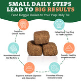 Doggie Dailies Probiotics for Dogs, 225 Soft Chews, Advanced Dog Probiotics with Prebiotics, Promotes Digestive Health, Supports Immune System and Overall Health (Pumpkin)