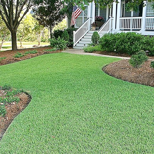 GENERIC Zoysia Grass Seeds-Zoysia Emerald Grass-1/8 lb