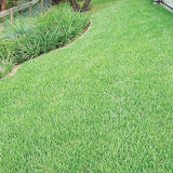 GENERIC Zoysia Grass Seeds-Zoysia Emerald Grass-1/8 lb