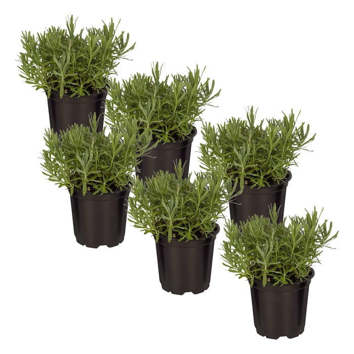 Live Aromatic and Edible Herb - Lavender (6 Per Pack), Natural Sleep Enhancer, 6" Tall by 4" Wide in 1 Pint Pot
