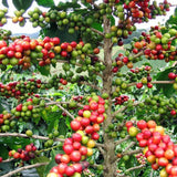 Arabica Coffee Bean Plant - 4" pot - Grow & Brew Your Own Coffee Beans